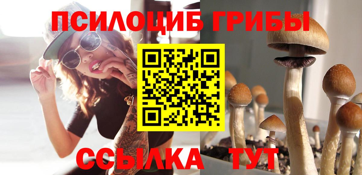 Галлюциногенные грибы Psilocybe Краснодар